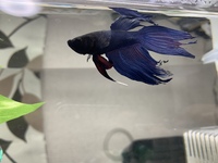 飼って4日のベタです これは尾ぐされ病でしょうか それともどこかにひっか Yahoo 知恵袋