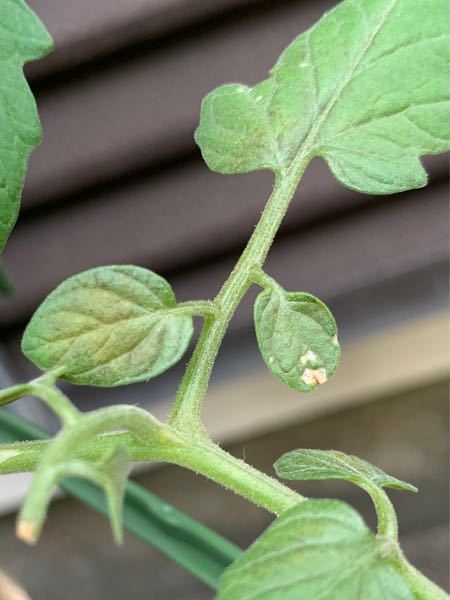 トマトの葉っぱの一部が写真みたいに茶色 赤っぽくなっているので Yahoo 知恵袋