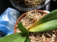 胡蝶蘭を日焼けさせてしまいました ブヨブヨになってしまった Yahoo 知恵袋