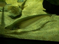 川崎水族館で見た魚なのですが名前はなんていうんでしょうか 可愛かったので Yahoo 知恵袋