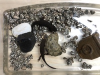 至急お願いします 家で飼っているアカハライモリが共食いしかけてます Yahoo 知恵袋