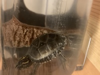 亀の甲羅に白いものがついてました ミシシッピニオイガメのベビーを飼育して Yahoo 知恵袋
