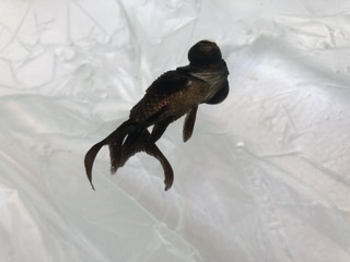 金魚が転覆病みたいなのですが 今治療としてネットで調べたら塩水浴2 と浅 Yahoo 知恵袋