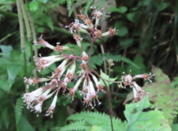 この花の名前を教えてください 8月下旬に尾瀬の至仏山の登山道で見かけまし Yahoo 知恵袋