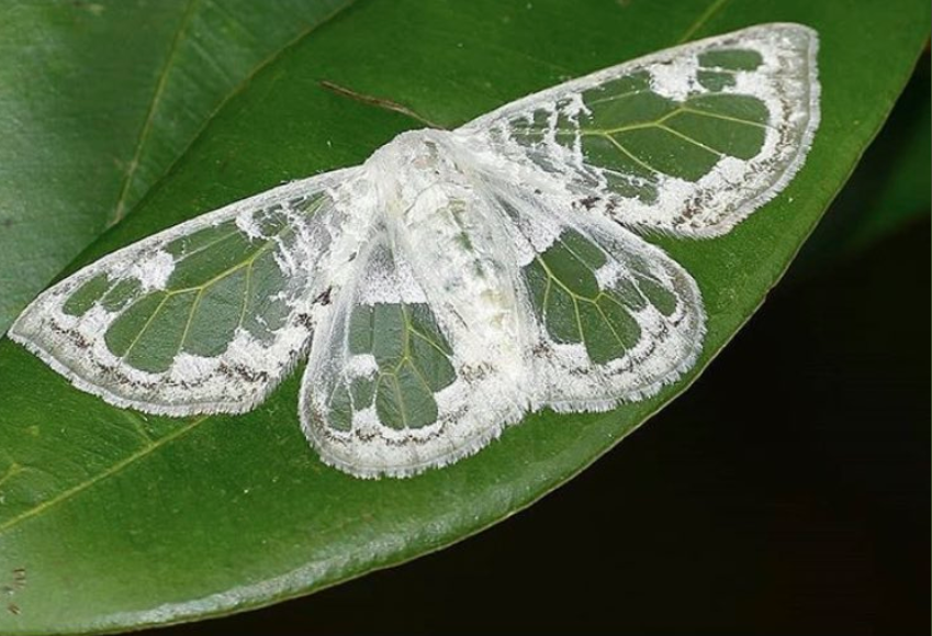 昆虫 解決済みの質問 Yahoo 知恵袋