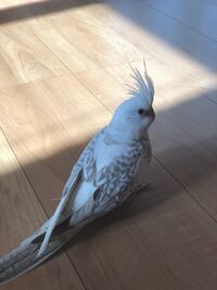オカメインコの種類について ホワイトフェイスのオカメちゃん Yahoo 知恵袋