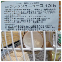 ペットを飼おうと考えています 動物に詳しくなくても 意見を聞き Yahoo 知恵袋