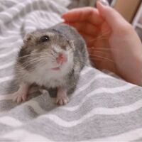 ハムスターの鼻のあたりの毛がちょっとだけ抜けてしまってるみたいで Yahoo 知恵袋