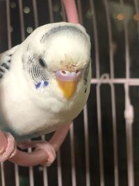 セキセイインコの鼻の上が汚れています 病院に行くと 風邪のよ Yahoo 知恵袋