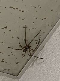 蜘蛛に知見のある人に質問です これってアシダカグモですか ゴキブリ Yahoo 知恵袋