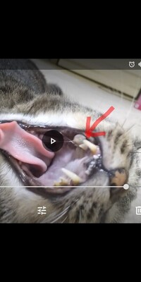 猫の口の中の出来物について 飼い猫の口のなかに玉のような出 Yahoo 知恵袋