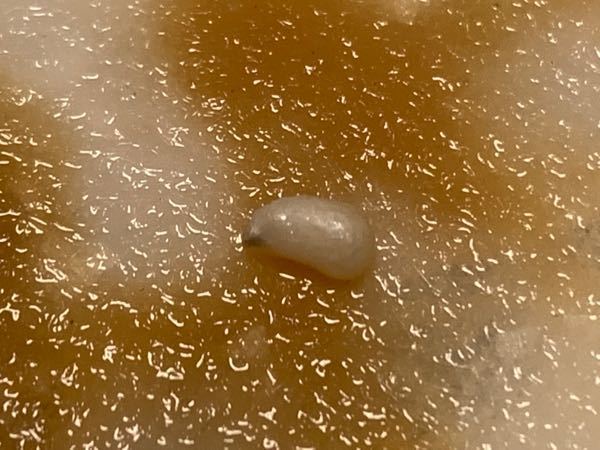 スーパーに売っていた帆立 生食用 を食べていたら ガリッと硬い Yahoo 知恵袋