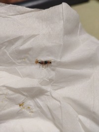 家の中に出た虫の種類が知りたいです 刺すような虫だと不安なので教えてくだ Yahoo 知恵袋