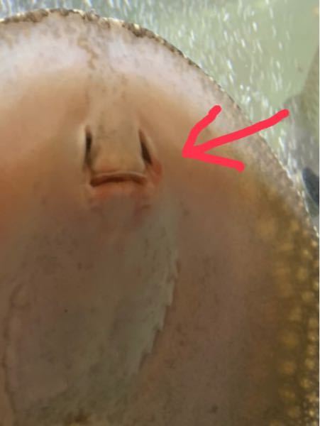 淡水エイです 口の方に最近赤い傷 の様なものができており Yahoo 知恵袋