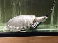 スッポンモドキを1 60 60水槽で終生飼育は厳しいでしょうか よろ Yahoo 知恵袋