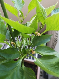 パプリカの育て方パプリカをベランダで育てています 花が咲くのですが 枯れ Yahoo 知恵袋