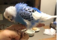 セキセイインコ足の色について 3歳の男の子です 片足だけ丸 Yahoo 知恵袋