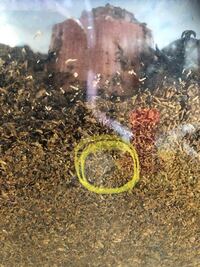 カブトムシ飼育ケースにいるこの虫は カブトの幼虫ではなく線虫ですよね Yahoo 知恵袋