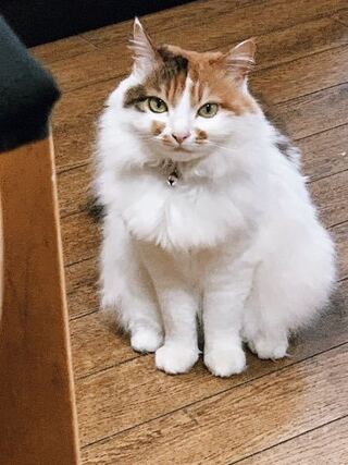 私の飼っている猫は三毛猫です 三毛猫にしては毛がフサフサ Yahoo 知恵袋