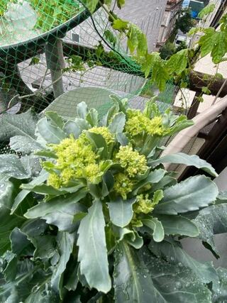 ベランダのプランターで初めてブロッコリーを栽培中の園芸ビギナー Yahoo 知恵袋