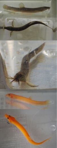 エビと熱帯魚と金魚がいる水槽にドジョウを入れようと思ってるんですけど 相性が良 Yahoo 知恵袋