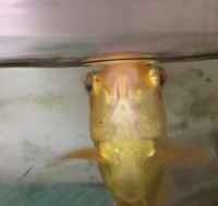 金魚の目に白い膜が出来てしまい治りません これは 病気なのでしょうか Yahoo 知恵袋