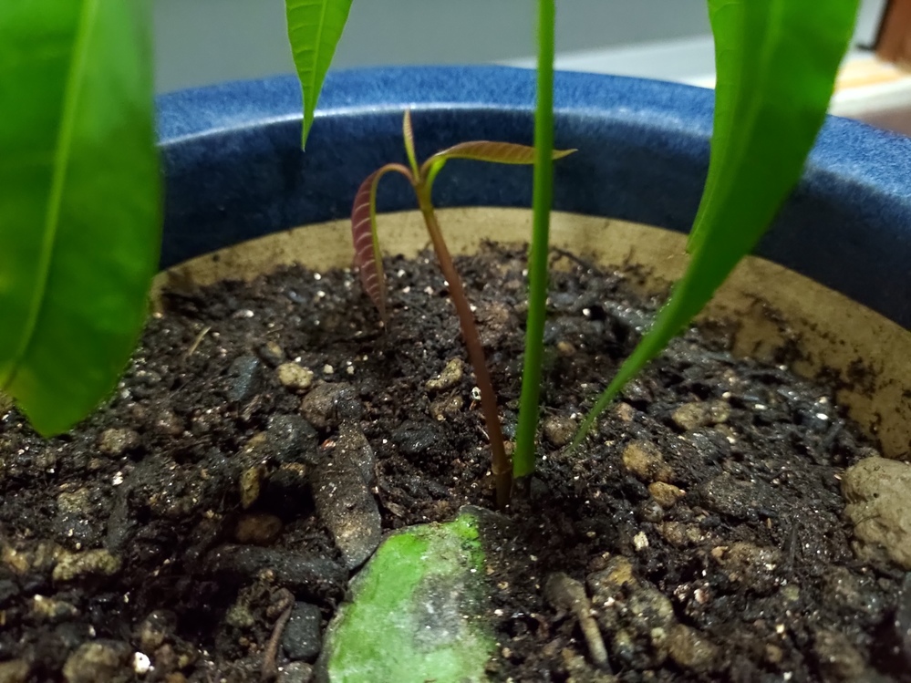 マンゴーの栽培について質問です マンゴーだけでなく植物栽培自 Yahoo 知恵袋