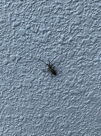 庭のカエデがカミキリムシに食害されました ２ミリほどの穴を４箇所見 Yahoo 知恵袋