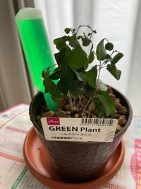 観葉植物の虫を防ぐ方法を教えてください 先日100円ショップでシルク Yahoo 知恵袋