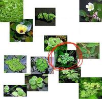 楽天のチャームで浮く水草の福袋的なものを買ったのですが赤丸の水草の名前は Yahoo 知恵袋