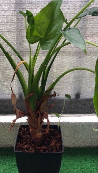 この観葉植物 ヒメクワズイモだとは思いますが 成長していると思います 株 Yahoo 知恵袋