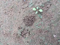 これは ミミズの糞ですか ハイそうです Yahoo 知恵袋