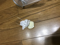 犬の嘔吐物について トイプードル1歳 です黄色い液体と共にカチ Yahoo 知恵袋