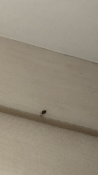 白い 小さな 虫 勉強 机