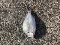 この魚の名前を教えてください 川で釣れました 鯛っぽい形で腹ビレと尾びれ Yahoo 知恵袋