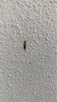 ゴキブリの幼虫 ハサミムシ この虫の名前を教えて下さい 写真あります Yahoo 知恵袋