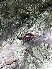 全身真っ黒で お尻だけ赤いのですがこれは蜂でしょうか アブでしょう Yahoo 知恵袋