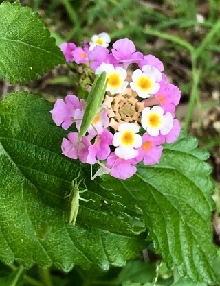 家の庭に咲いた花の名前 そして来客の虫の名前を教えて下さい 今日 庭をふ Yahoo 知恵袋