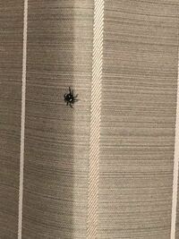 家の中の黒い小さい蜘蛛 写真あり これはなんという蜘蛛な Yahoo 知恵袋