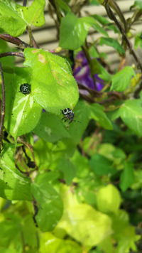 アサガオに大量に黒い虫がいました 写真を取りましたが ピントが合わず申し Yahoo 知恵袋