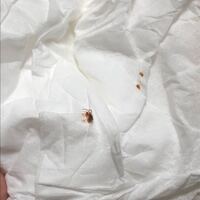 なんの虫でしょうか 先日 部屋の掃除をしていたら虫を見つけました Yahoo 知恵袋