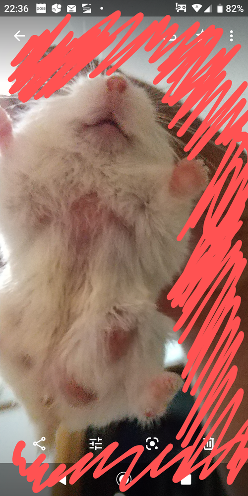 至急お願いします うちのロボロフスキーハムスターが Yahoo 知恵袋