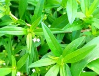 この花径約2mmの白い4弁の花を沢山付ける植物の名前を教えて下 Yahoo 知恵袋
