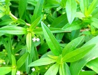 この花径約2mmの白い4弁の花を沢山付ける植物の名前を教えて下 Yahoo 知恵袋