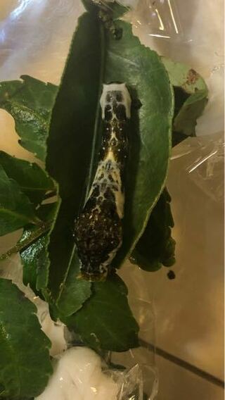 アゲハチョウを飼育しています 1匹だけナミアゲハの幼虫よ Yahoo 知恵袋