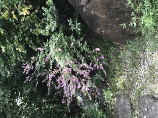 添付の雑草 ピンクの花 の名前をお教え頂けないでしょうか 細くて固 Yahoo 知恵袋