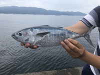 これはなんの魚ですか 静岡の漁港でルアーで釣れました メジ クロマグロ Yahoo 知恵袋