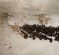 観葉植物の土に小さい白い虫がいます 水をあげると動いて ウヨウヨいます Yahoo 知恵袋