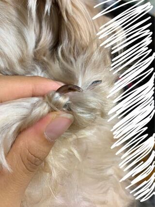 犬の爪切りをしていたのですが どこまで切っていいかわからなくて不安です Yahoo 知恵袋