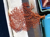 これは赤珊瑚でしょうか。
釣りしてたらくっついてきました、 